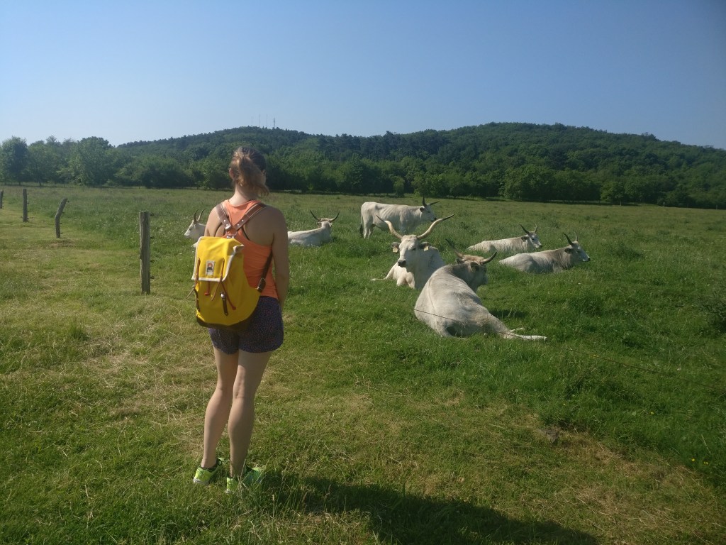 Hungarian Grey Cattle herd