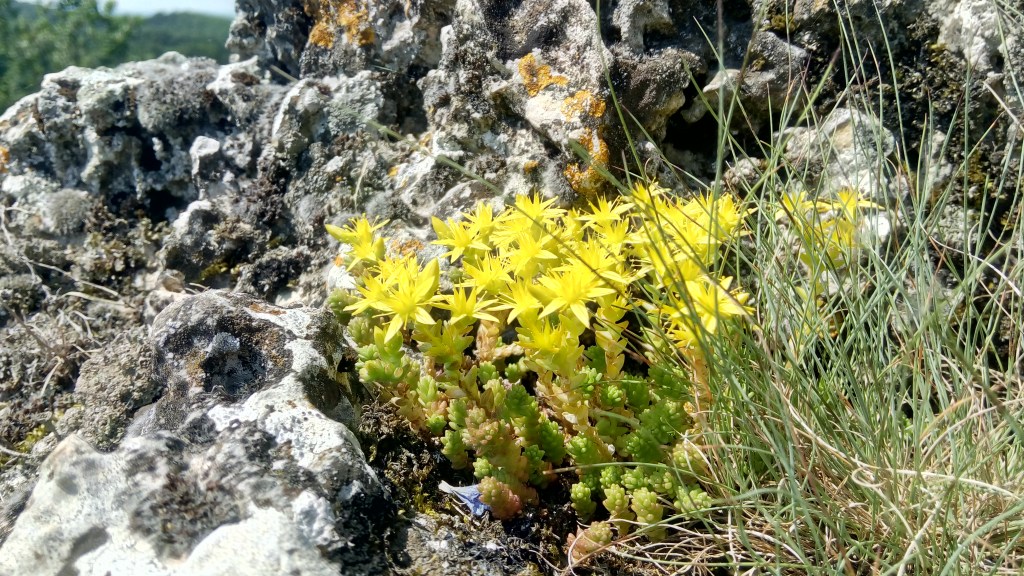 Yellow moss on the Golden House