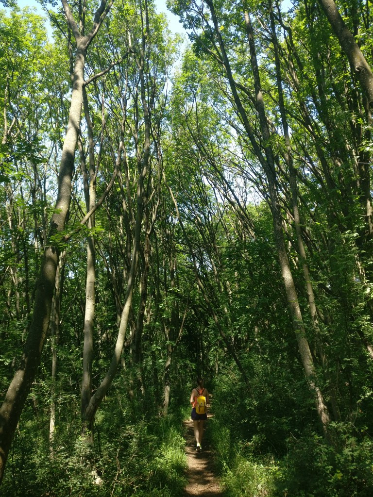 Oak trees of the Szarkádi forest
