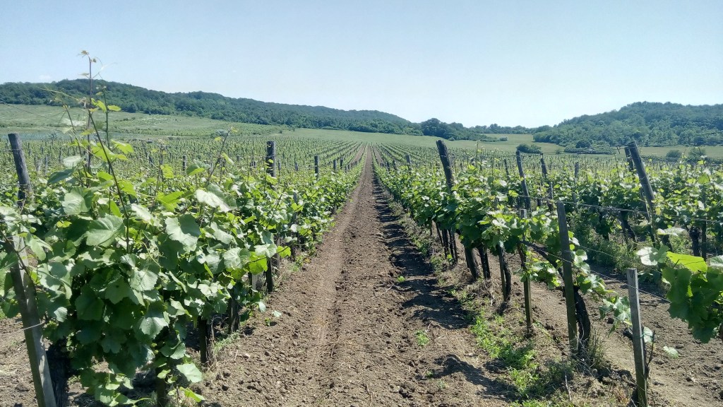 Vineyard between the Outer and Inner Lake