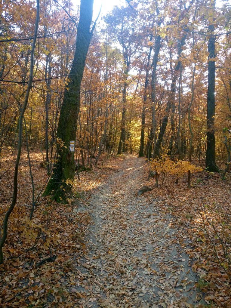 Trail leading up to the Stone Mountain