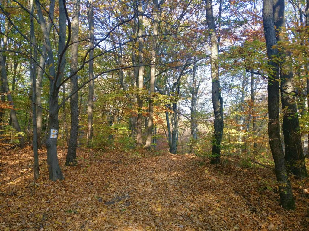 Yellow O path leading to the spring