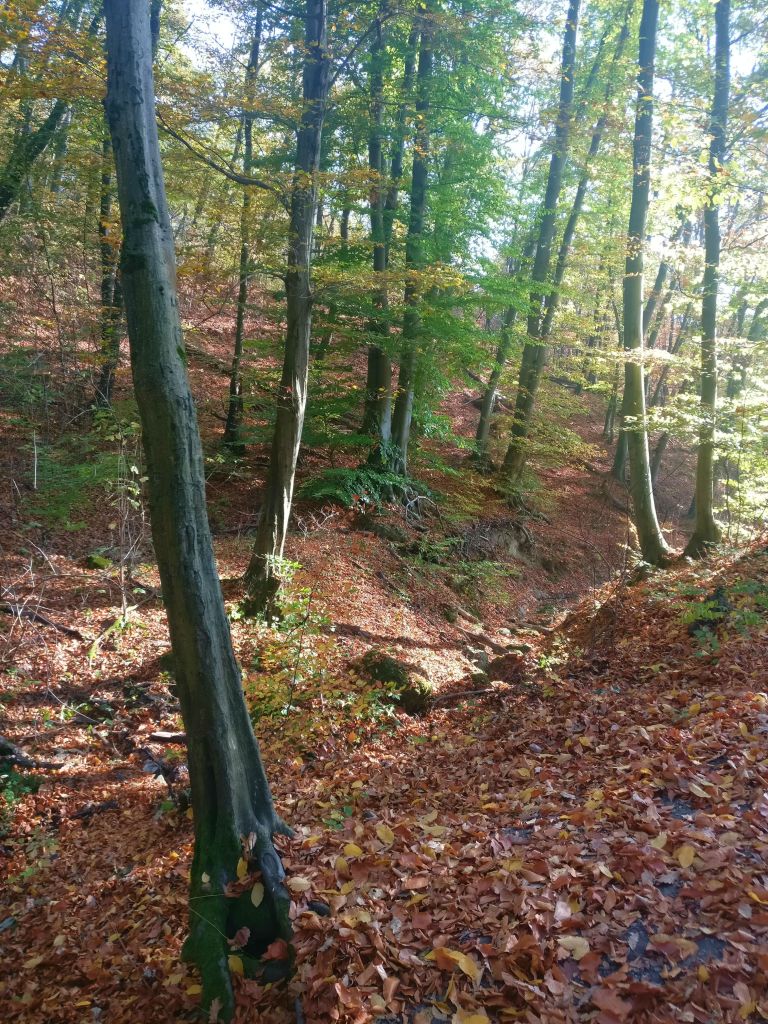 Tall trees in the valley of János Spring
