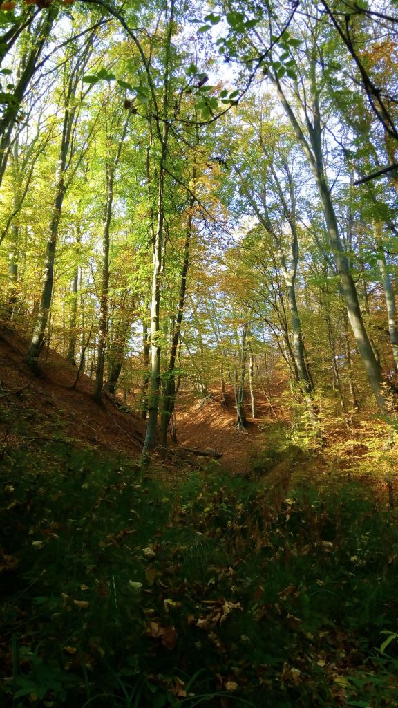 Huge beech trees around the spring
