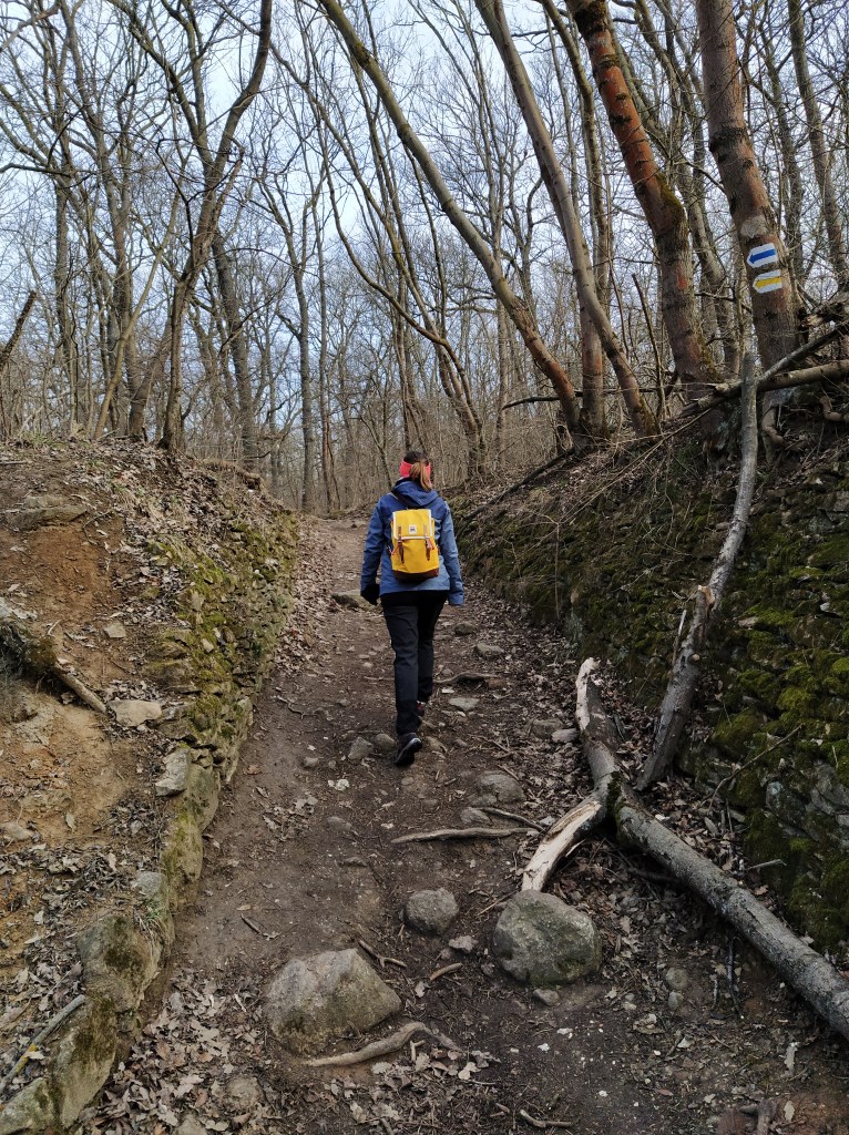 Entering the forest on the trail