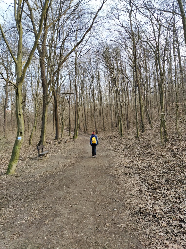 Walking on a wide path in the forest