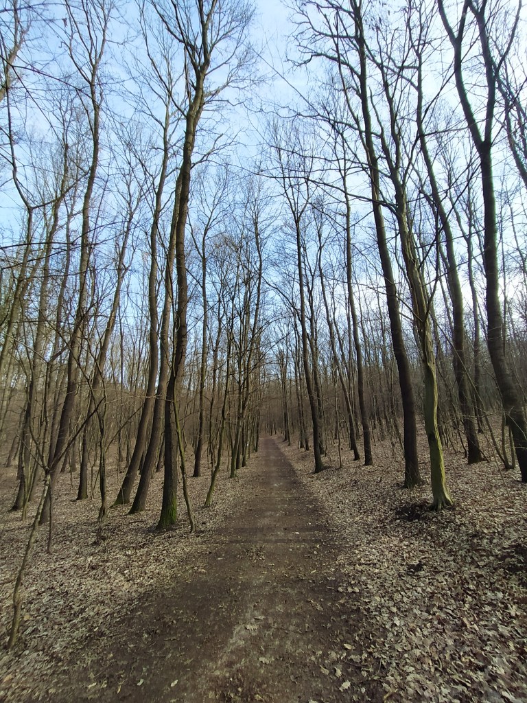 Path disappearing among the trees