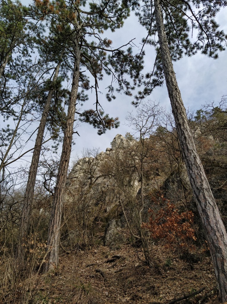 Rock formations between the trees