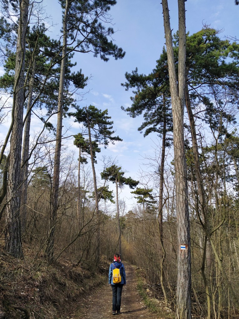 Standing between tall pine trees
