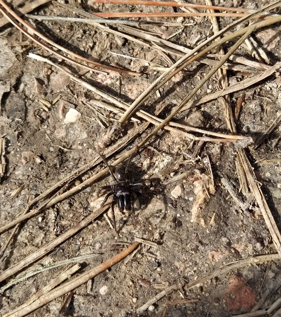Spider on the path