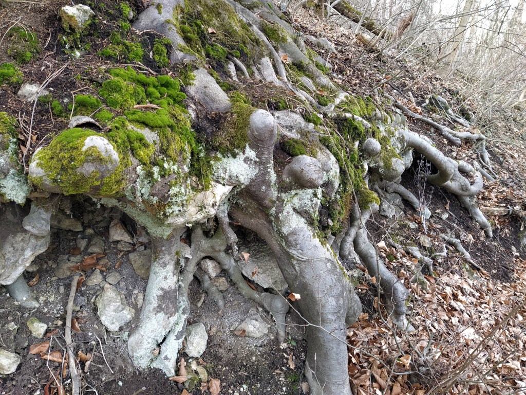 Roots snaking above ground