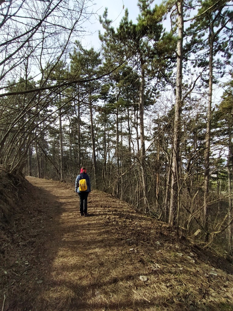 Walking next to pine trees on the path