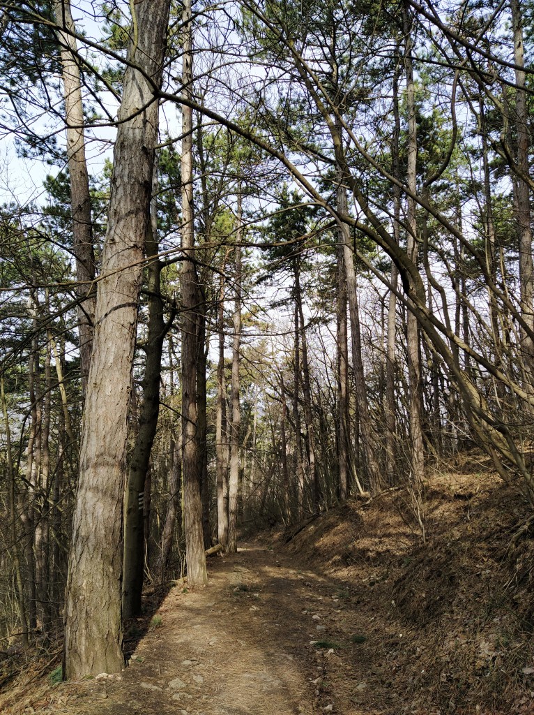 Path among the pine trees