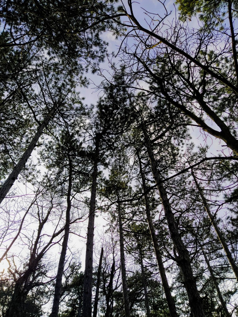 The sky and the canopy of the pine trees
