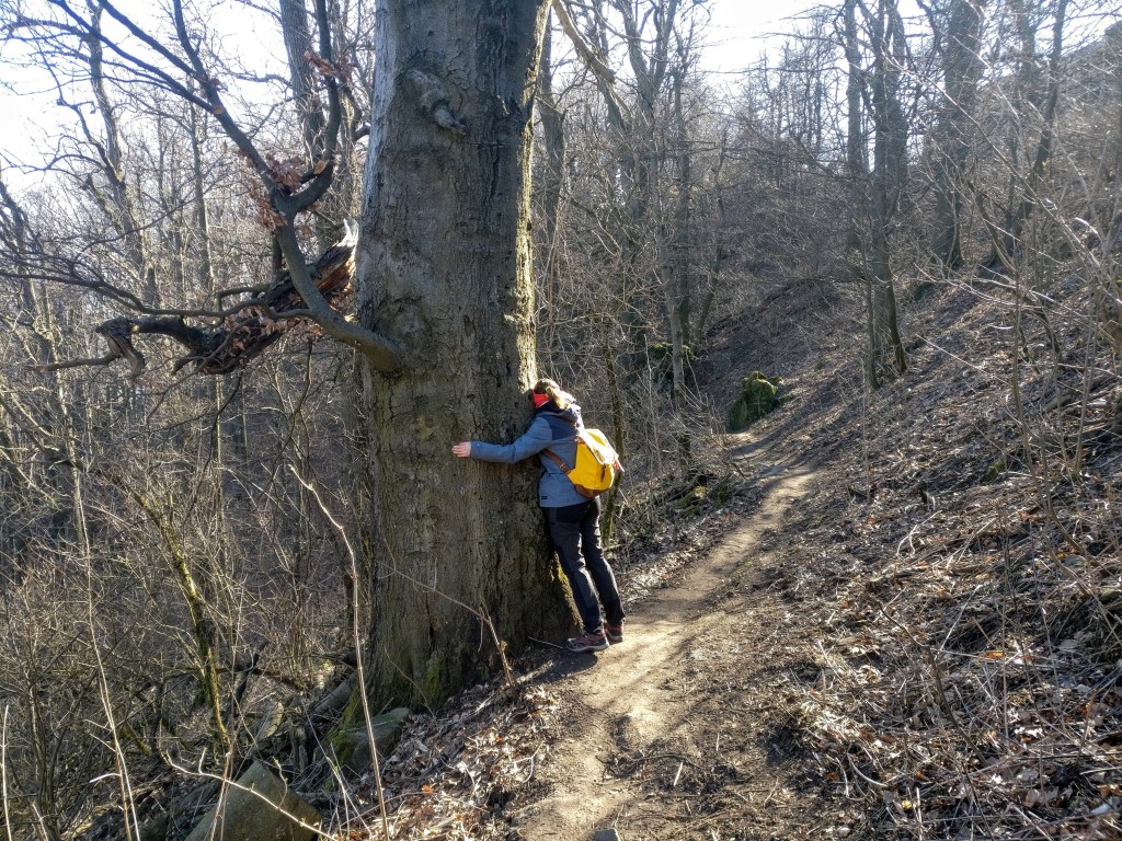 Hunning a huge tree
