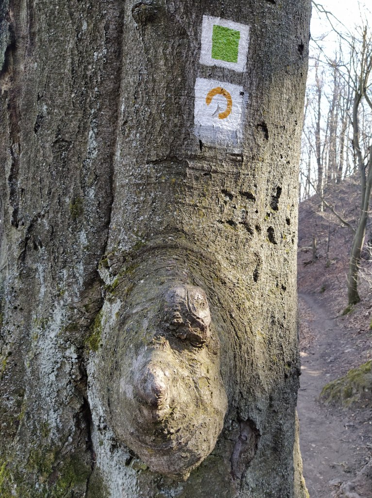Tree trunk that resembles to a face