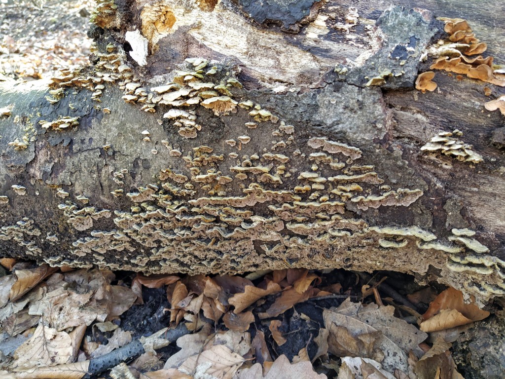 Yellow mushrooms dotted on a tree trunk