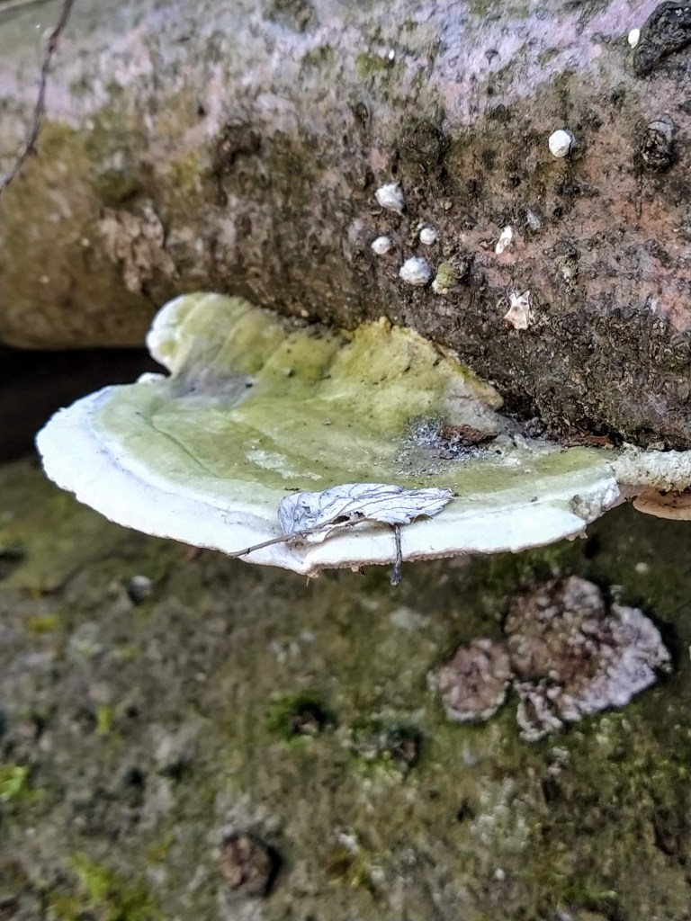 White mushroom on a tree trunk