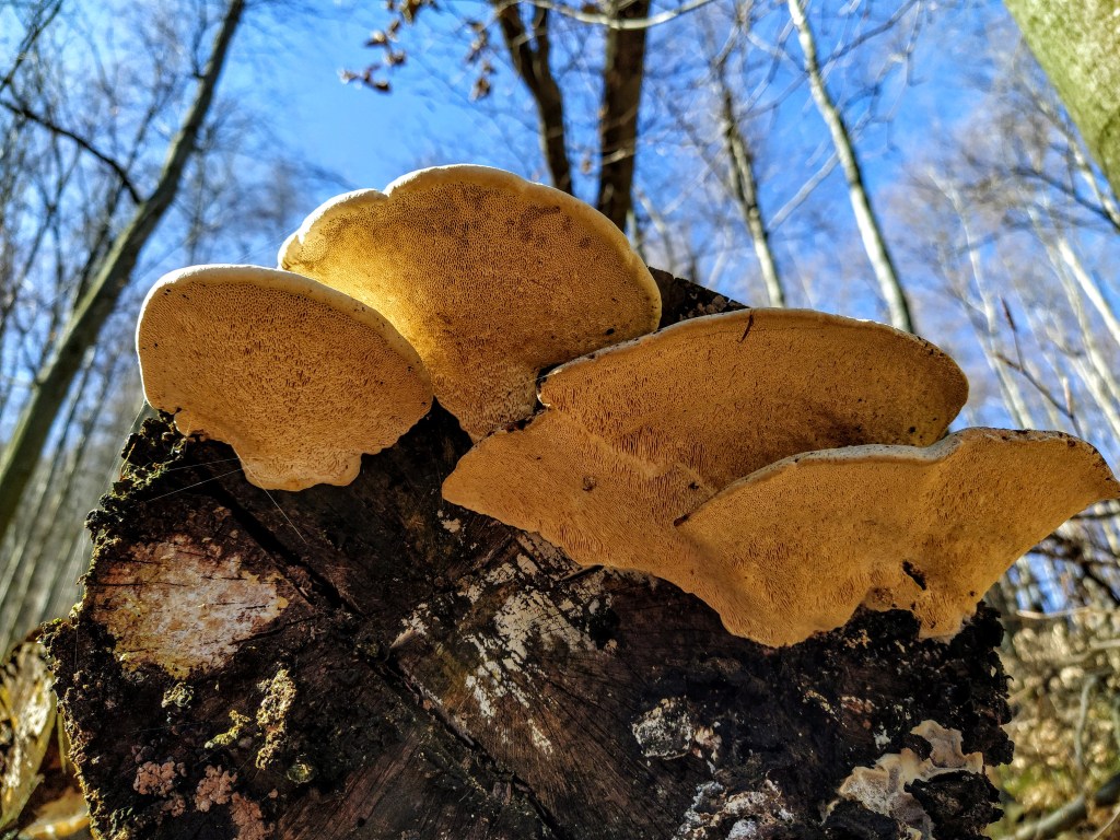 Yellow mushrooms on a tre