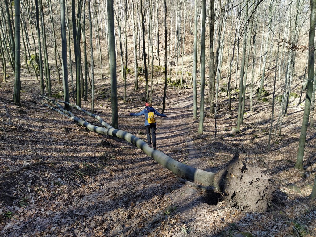 Balancing on a log that has fallen across the path