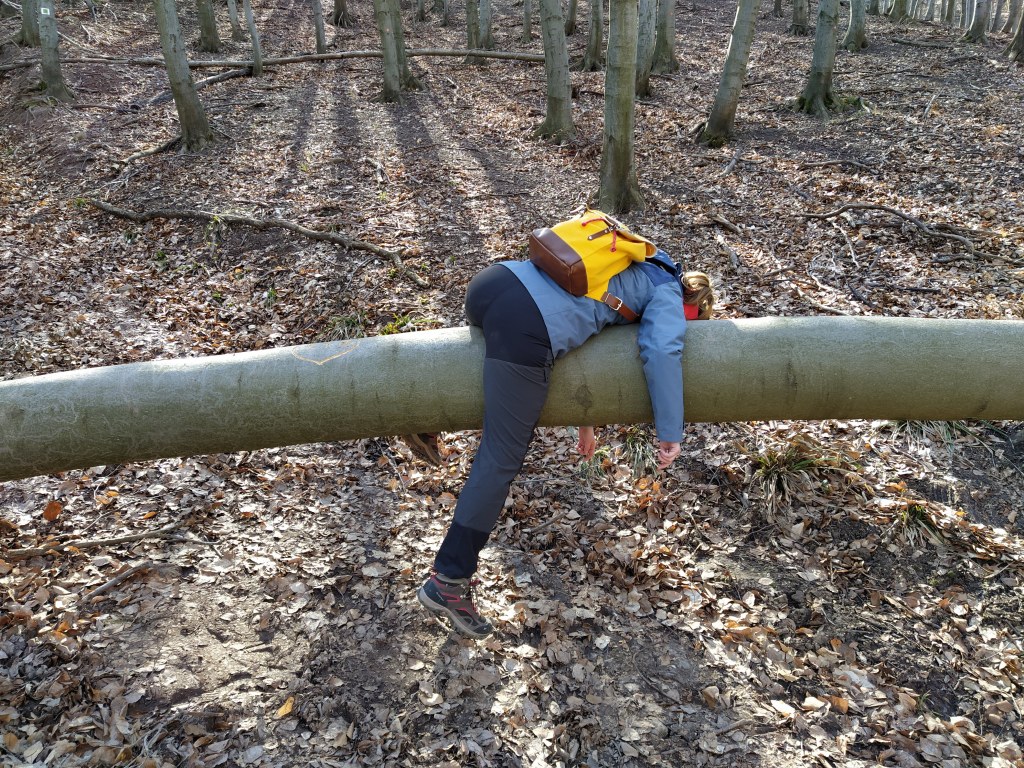 I'm a resting on a fallen log