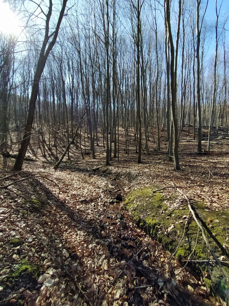 Small brook trees in the background