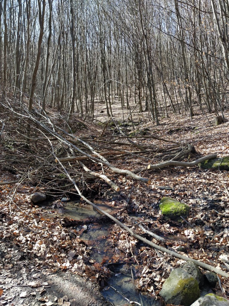 Small brook covered by fallen trees