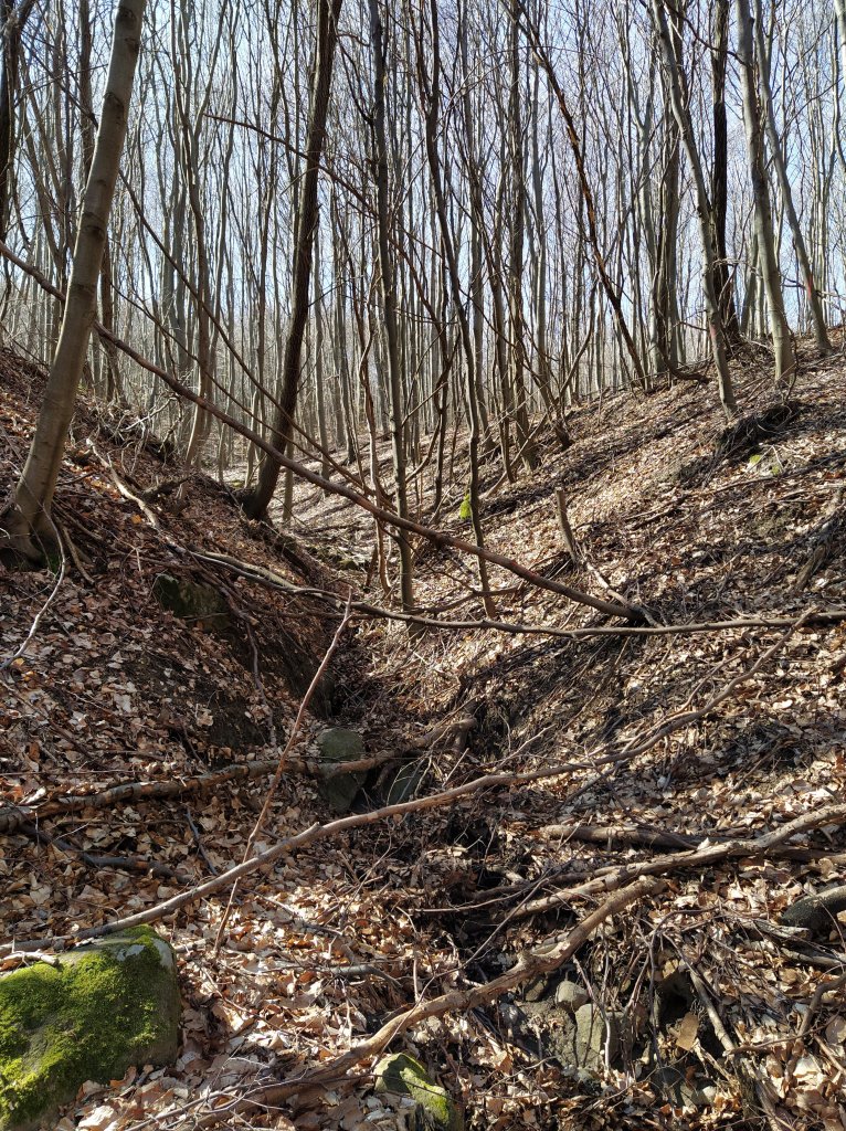 Small brook, fallen trees