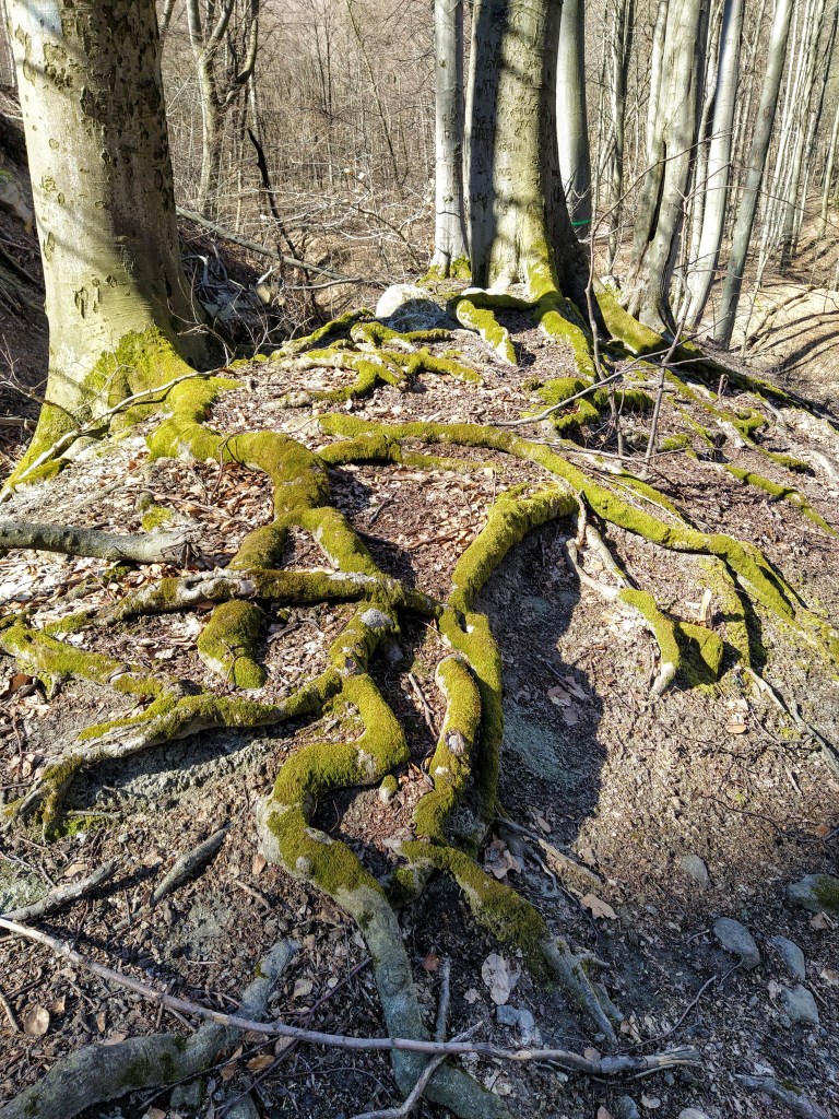 Tree roots covered in green moss