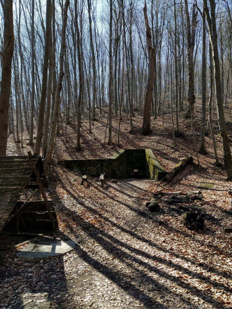 Clearing in the forest, spring in the background