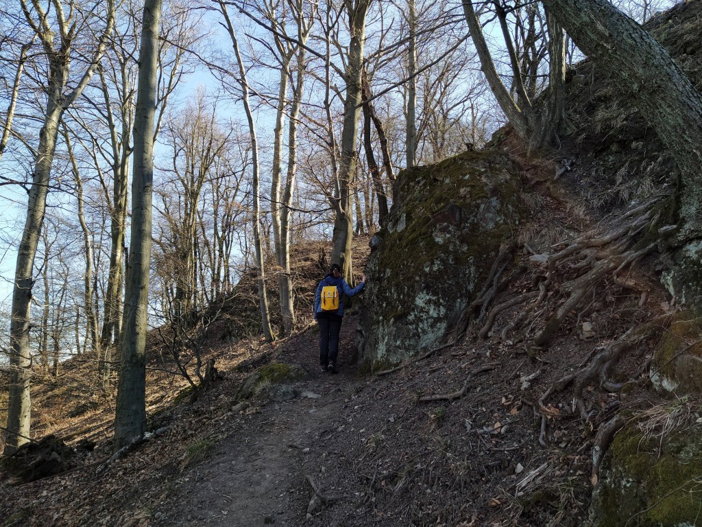 Snaking trees roots, I'm standing next to a rock