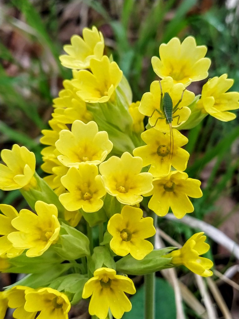 Small yellow flowers with a green beetle