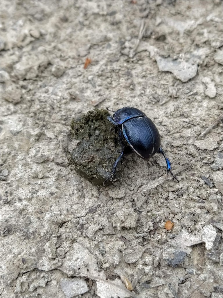 Dung beetle at work