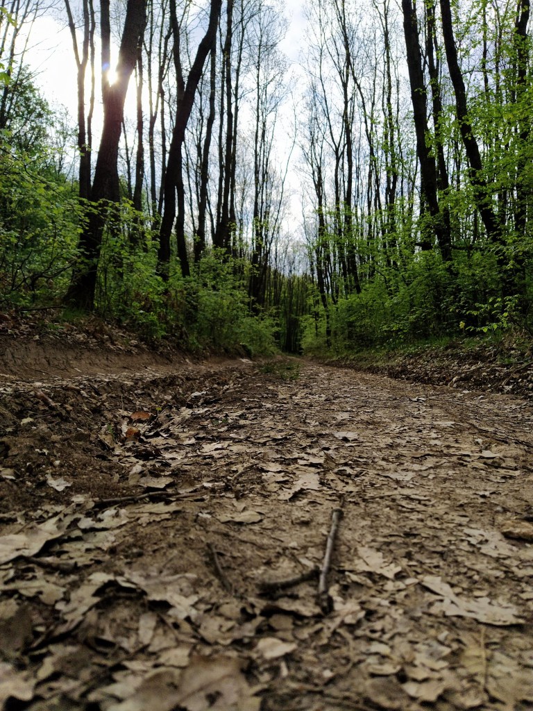 Path in the forest