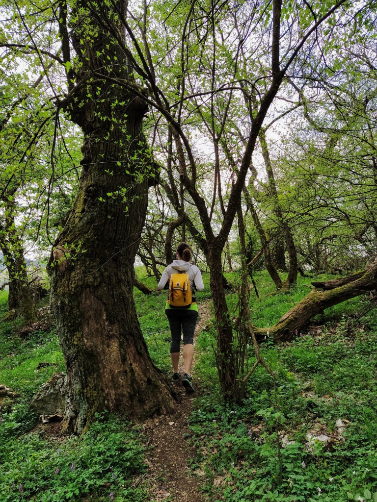 Walking on the path among trees