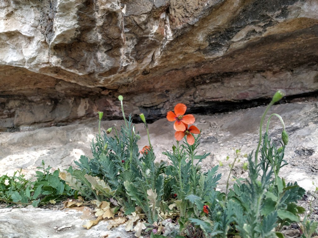 Dandelion growing on the cliffs
