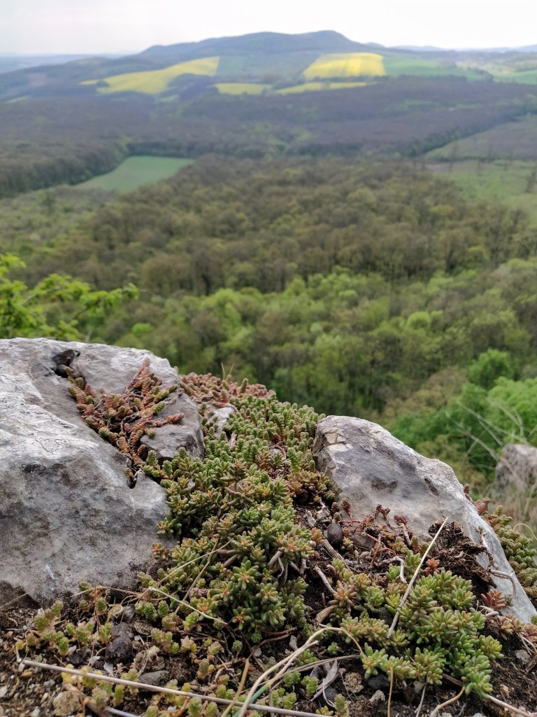Succulents on the cliff