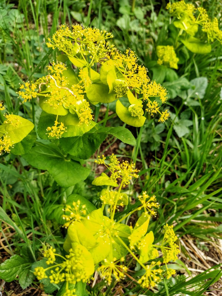 Vibrant yellow-green flowers