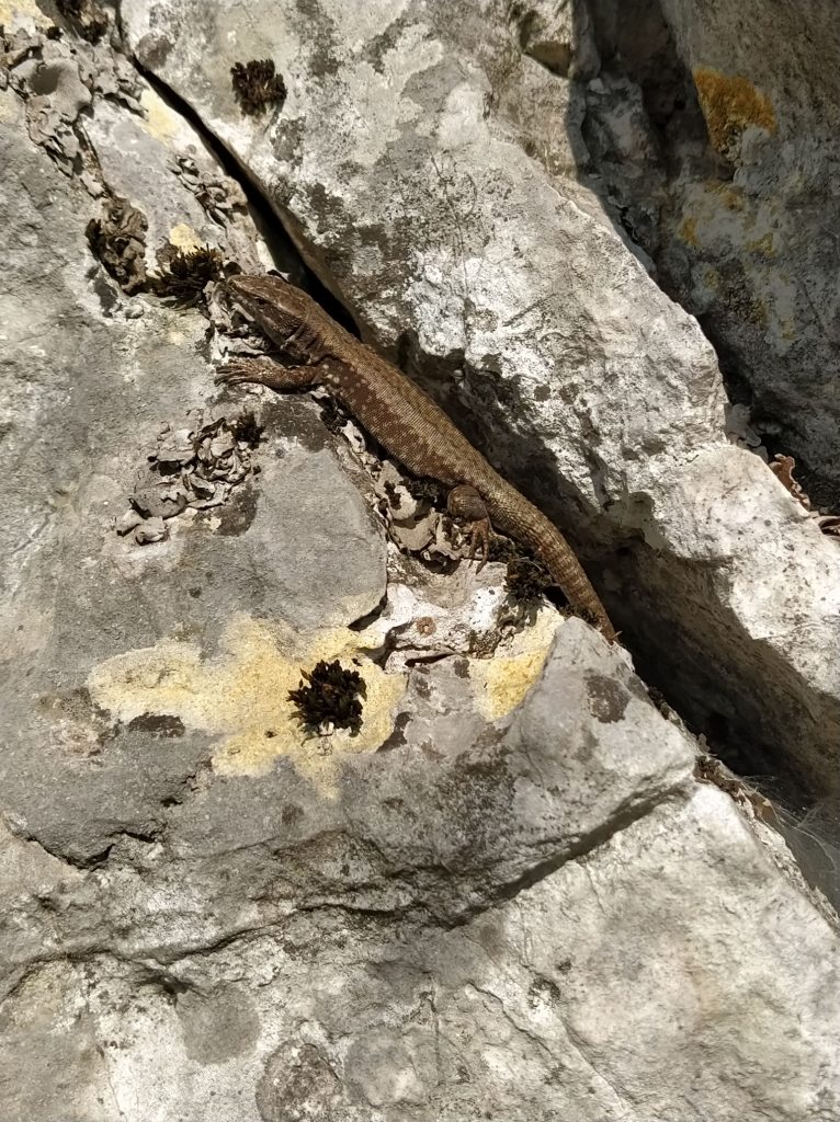 Sunbathing lizard