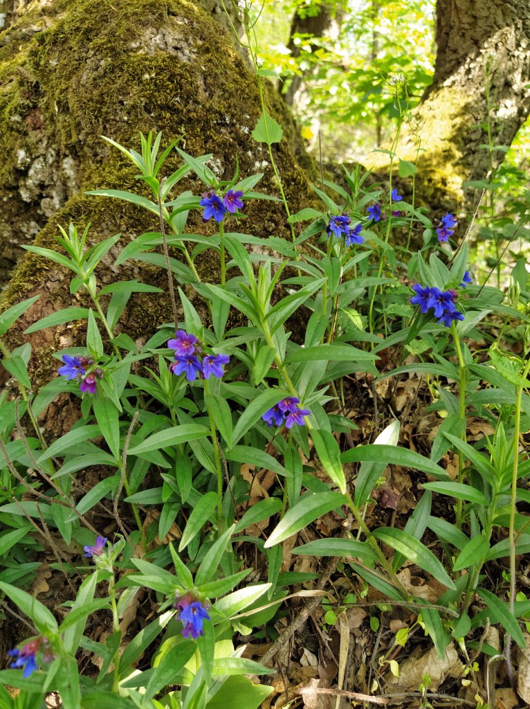 Blueish little flowers at the base of a tree