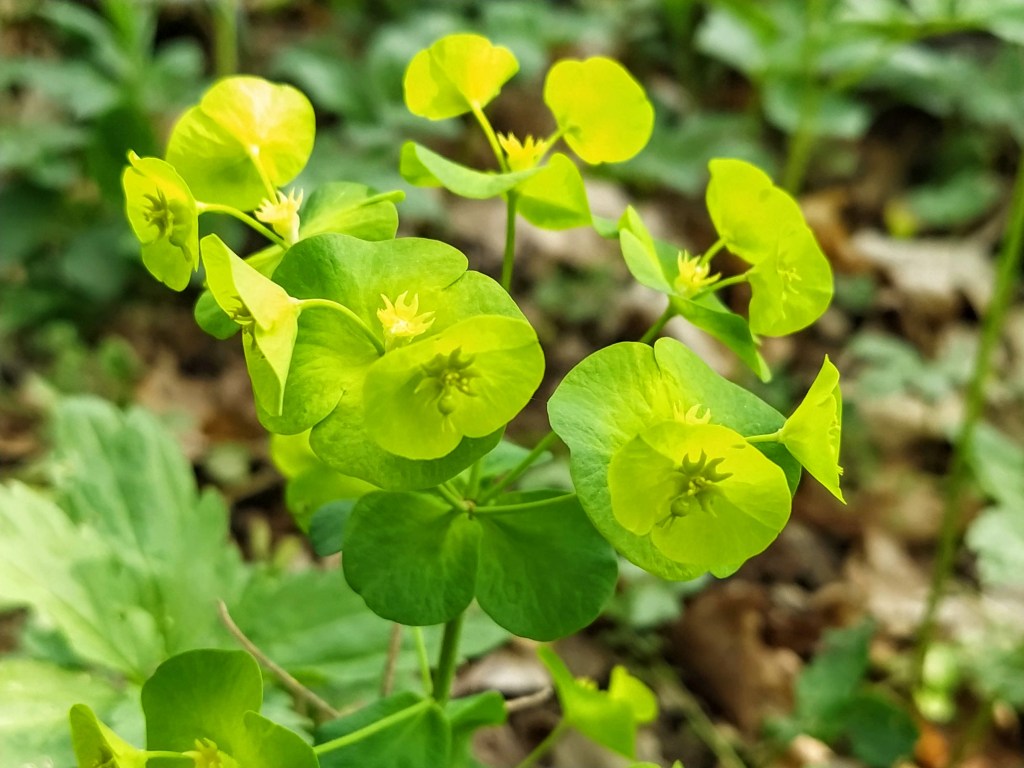 Interesting looking yellow-green flowers