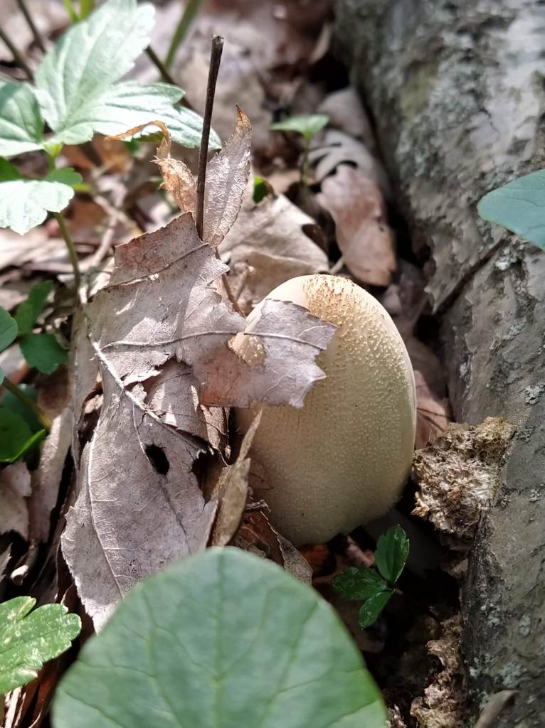 White mushroom half hidden among the fallen leaves
