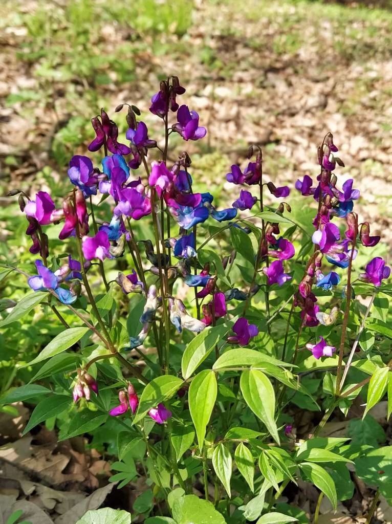 Lilac-blue flowers