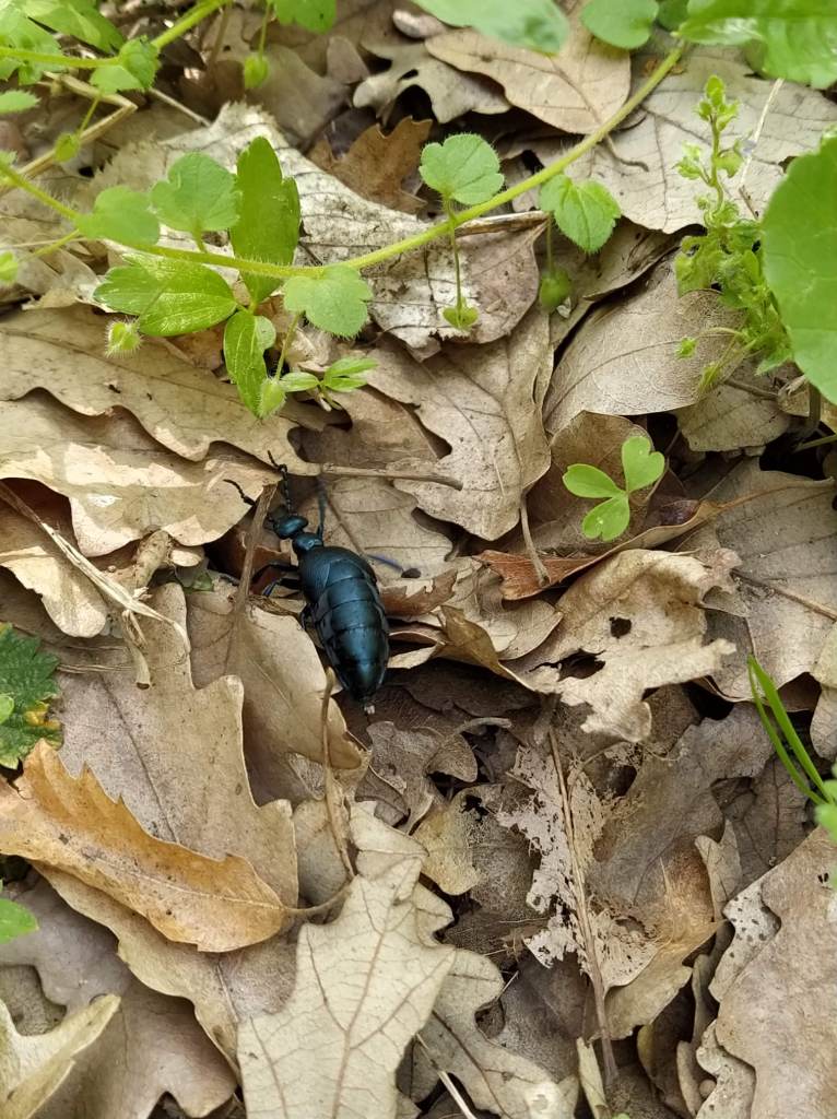 Beetle among the leaves